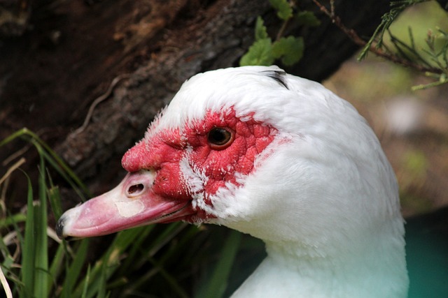 刺與曼城均 刺與曼城均